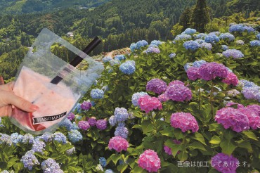 新着情報